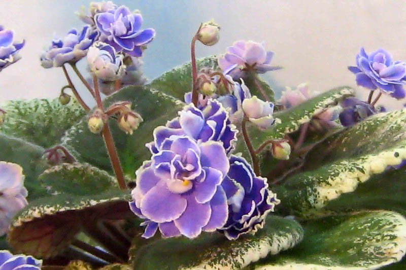 African Violet, Saintpaulia ionantha