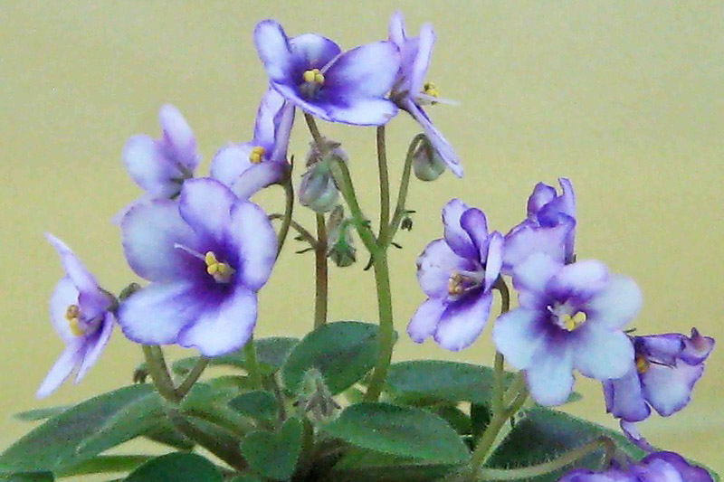 African Violet, Saintpaulia ionantha