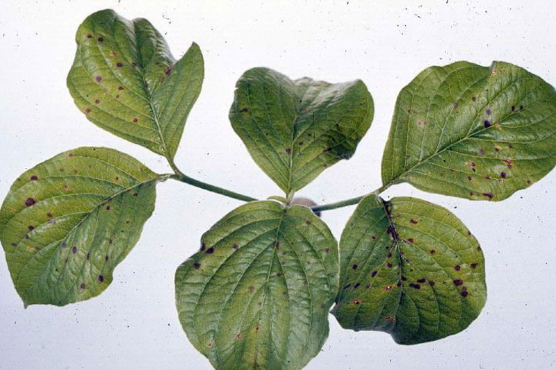 Spot Anthracnose, Elsinoe corni, Flowering Dogwood, Dogwood Tree