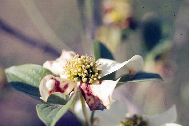 Spot Anthracnose, Elsinoe corni, Flowering Dogwood, Dogwood Tree