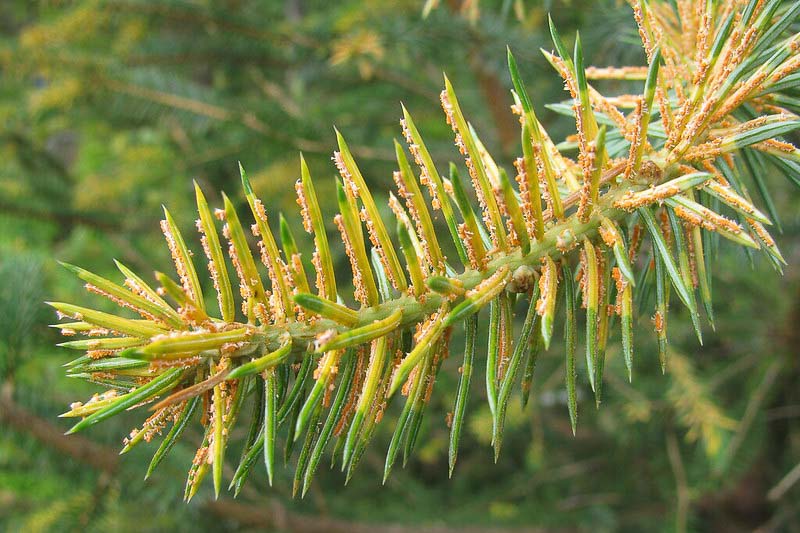 Needle Rust, Spruce Needle Rust