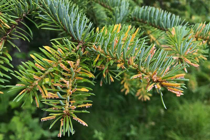 Needle Rust, Spruce Needle Rust