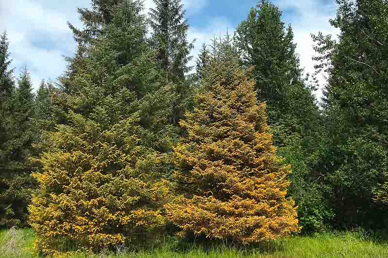 Needle Rust, Spruce Needle Rust