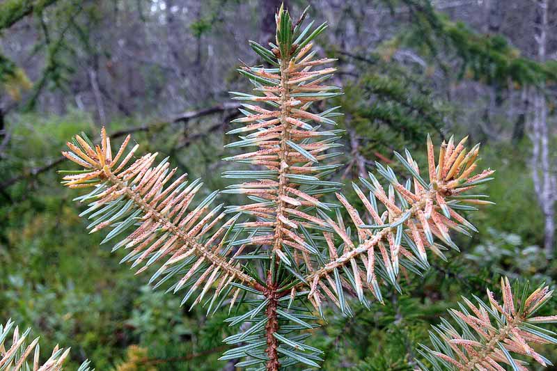 Needle Rust, Spruce Needle Rust