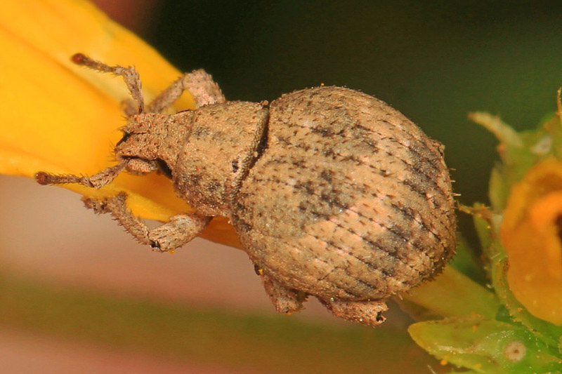 Two-banded Japanese Weevil (Pseudocneorhinus bifasciatus)