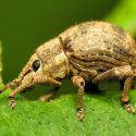 Two-banded Japanese Weevil (Pseudocneorhinus bifasciatus)