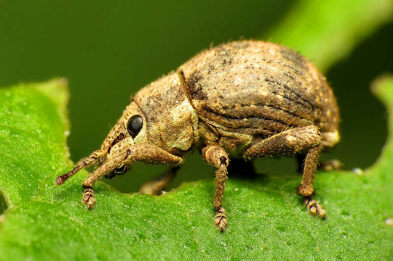 Two-banded Japanese Weevil (Pseudocneorhinus bifasciatus)