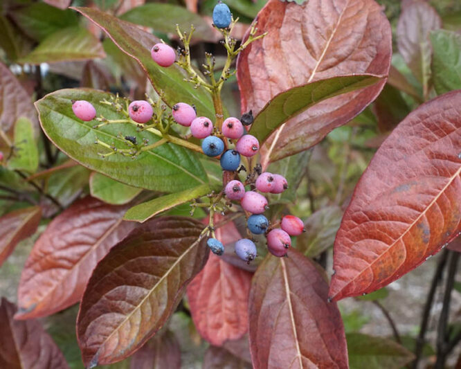 Viburnum nudum Winterthur, Withe Rod Winterthur, Smooth Witherod Winterthur, American Withe Rod Winterthur, Possumhaw Winterthur, Pink berries, Blue Berries, Shrub with fall color, fall color, shrub with berries