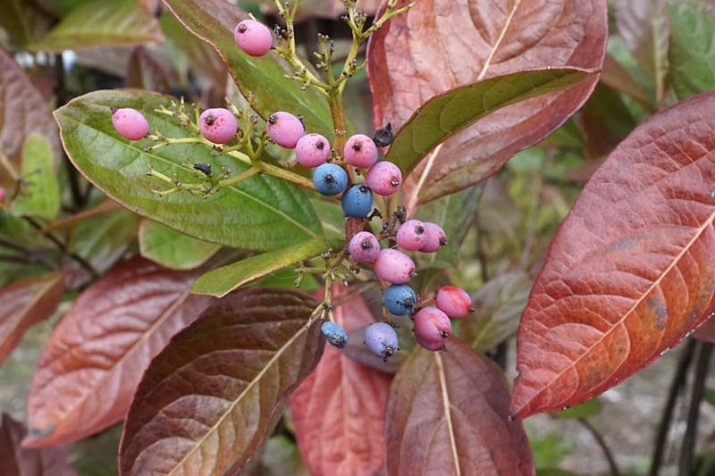 Viburnum nudum Winterthur, Withe Rod Winterthur, Smooth Witherod Winterthur, American Withe Rod Winterthur, Possumhaw Winterthur, Pink berries, Blue Berries, Shrub with fall color, fall color, shrub with berries
