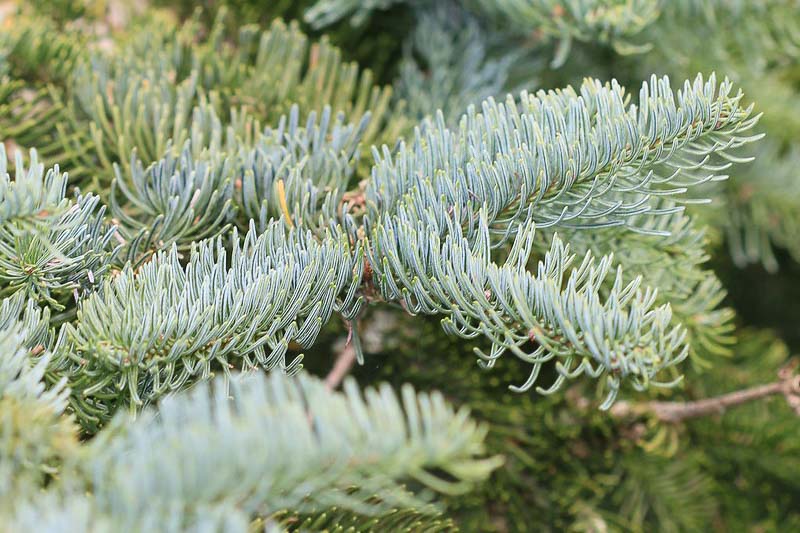 noble fir needles