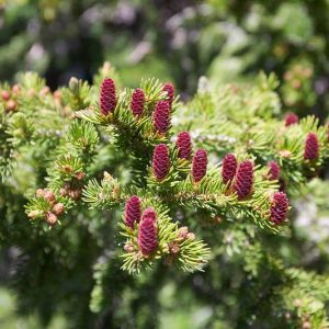 abies lasiocarpa, alpine fir, subalpine fir