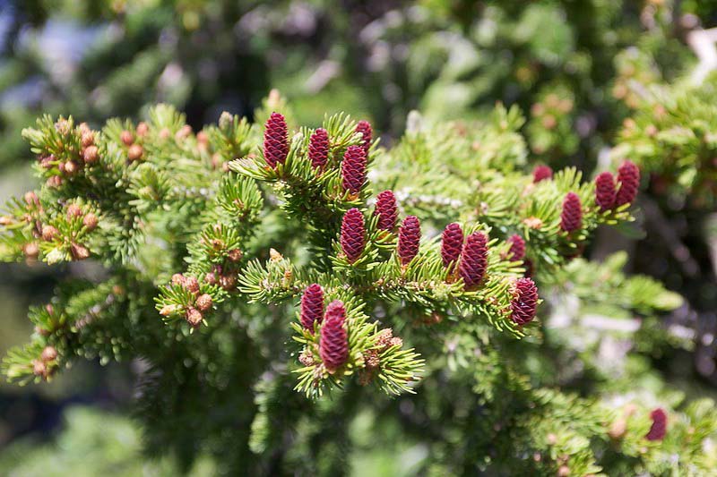 abies lasiocarpa, alpine fir, subalpine fir