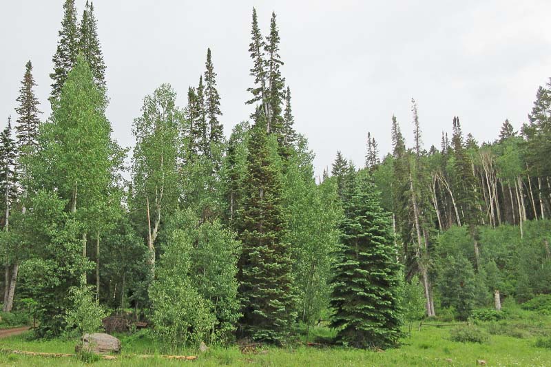 abies lasiocarpa, alpine fir, subalpine fir