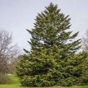 Abies nordmanniana, Nordmann fir, Caucasian fir