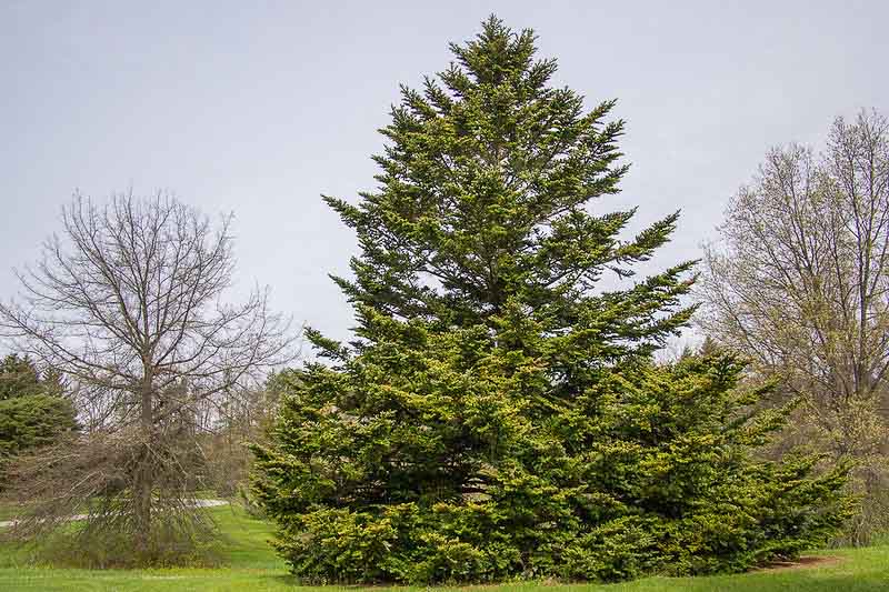 Abies nordmanniana, Nordmann fir, Caucasian fir