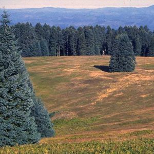 abies procera, noble firl, abies nobilis