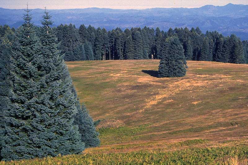 abies procera, noble firl, abies nobilis