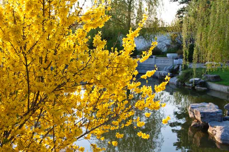 Border forsythia, Forsythia x intermedia