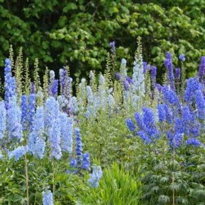 Larkspur (Delphinium elatum)