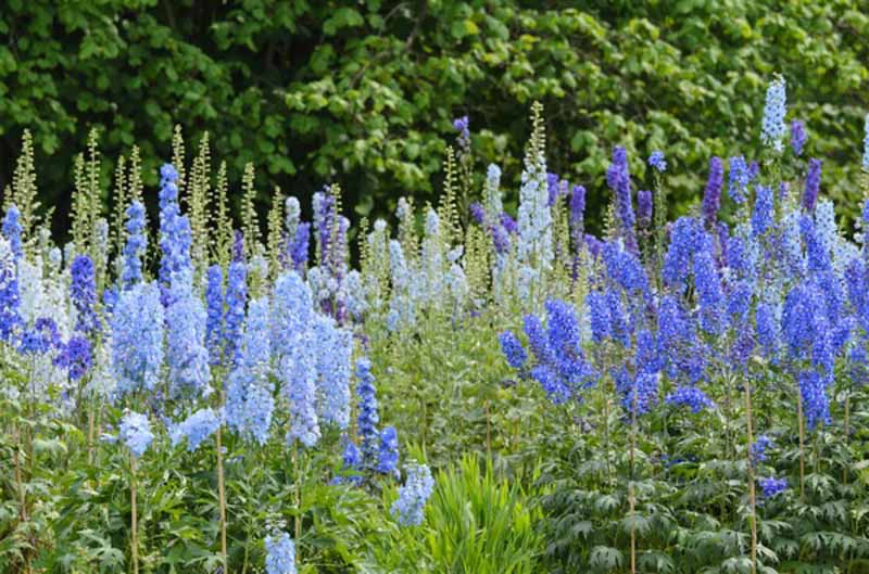 Larkspur (Delphinium elatum)