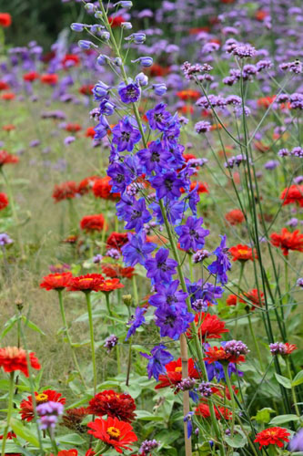 Larkspur, Delphinium elatum