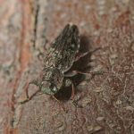 Chinch Bugs - Prevention and Control