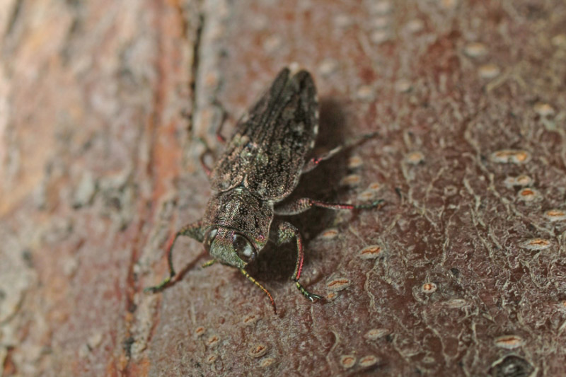 Flatheaded Appletree Borer