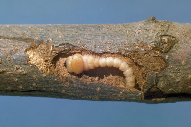 flatheaded appletree borer