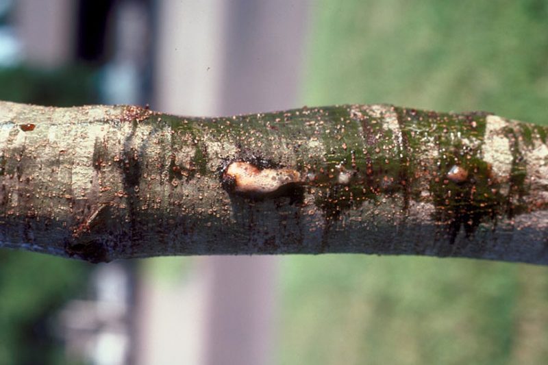 Flatheaded Appletree Borer