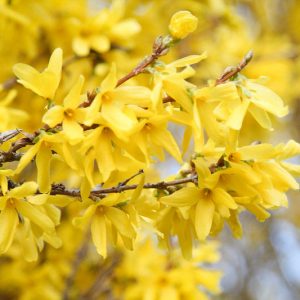 Forsythia bush, Fosythia Flowers, Forsythis Shrub