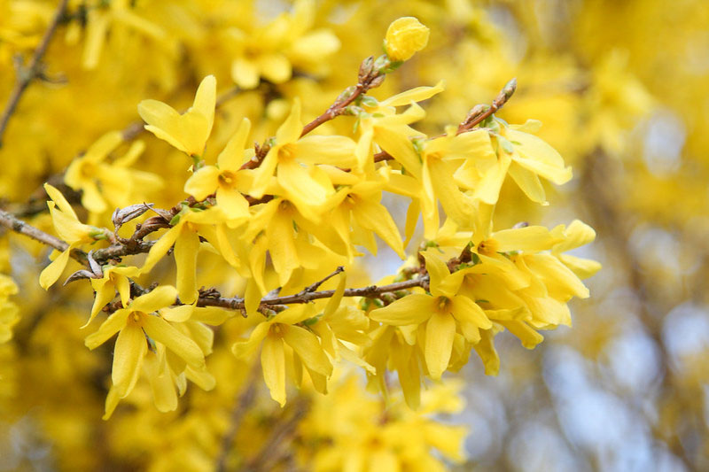 Forsythia bush, Fosythia Flowers, Forsythis Shrub