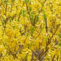 Forsythia bush, Fosythia Flowers, Forsythis Shrub