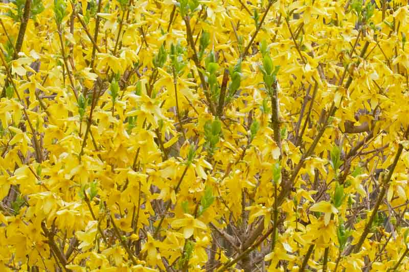 Forsythia bush, Fosythia Flowers, Forsythis Shrub