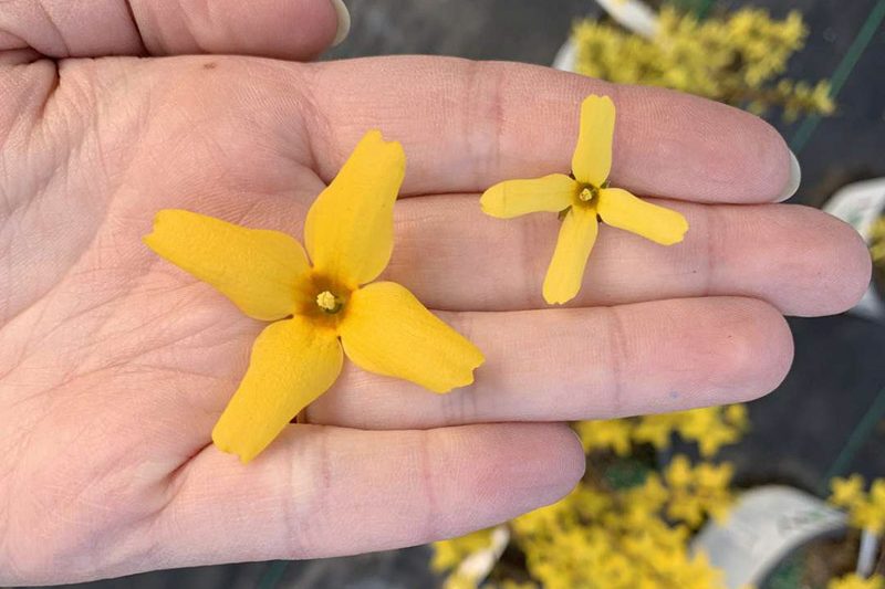 Forsythia koreana FLYING MACHINE, Forsythia 'Sunny'