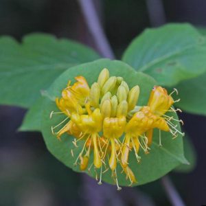 hairy honeysuckle, Lonicera hirsuta