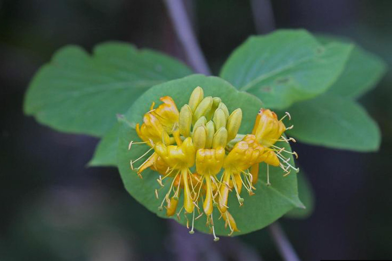 hairy honeysuckle, Lonicera hirsuta