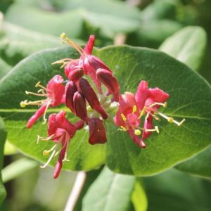 limber honeysuckle, Lonicera dioica