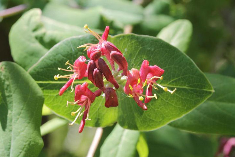 limber honeysuckle, Lonicera dioica