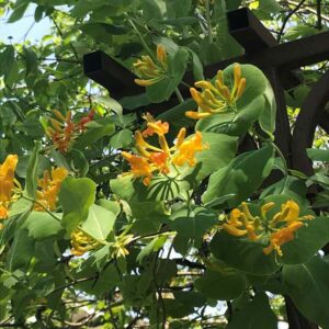 lonicera flava, yellow honeysuckle