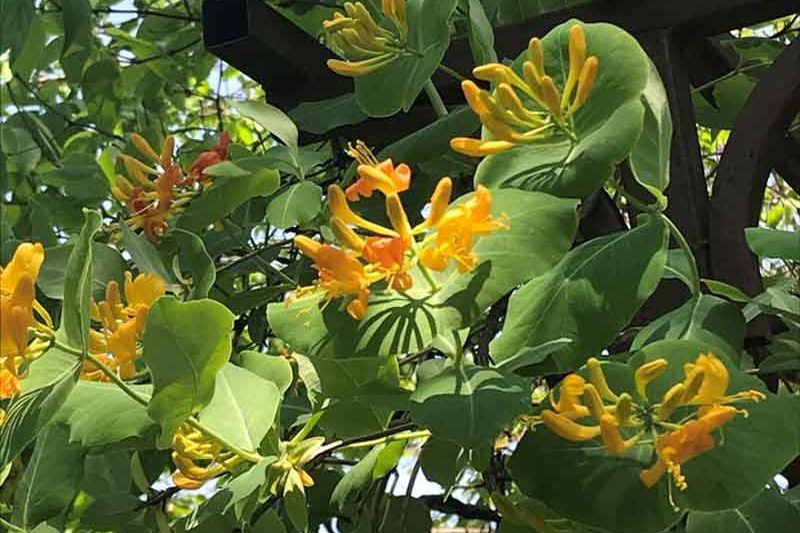 lonicera flava, yellow honeysuckle