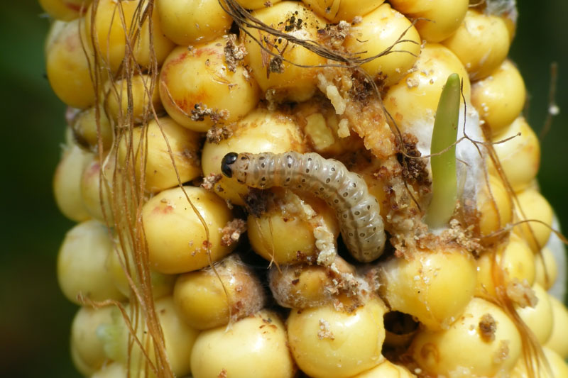 European corn borer