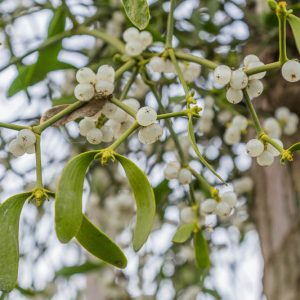 Mistletoe