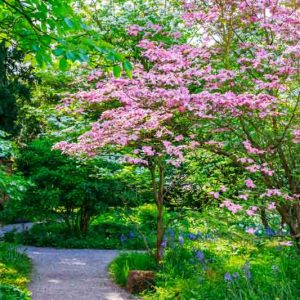 Cornus florida rubra Tree,