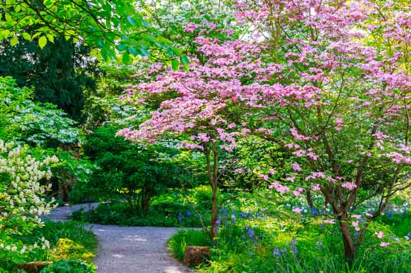 Cornus florida rubra Tree, 