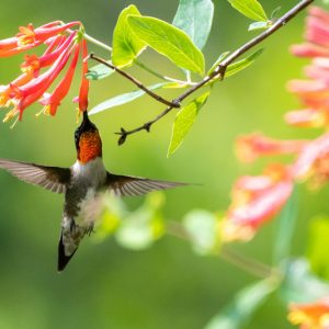 Honeysuckle, Lonicera, Lonicera Major Wheeler, Ruby-Throated Hummingbird