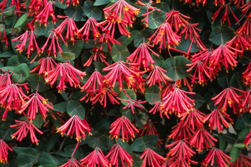 Trumpet Honeysuckle, Lonicera sempervirens