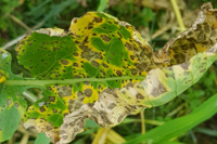 alternaria blight in Mustard crop