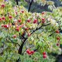 Kousa Dogwood, Cornus kousa