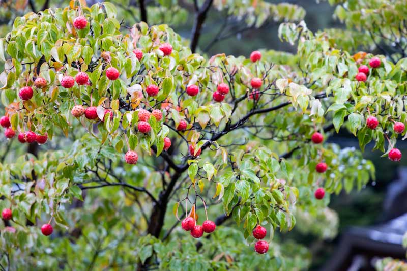 Kousa Dogwood, Cornus kousa