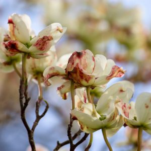 Spot Anthracnose on Dogwood, Cornus florida Anthracnose